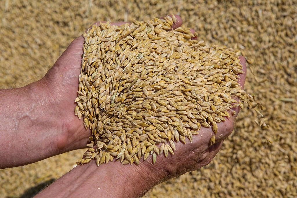 Dit jaar deed één melkveebedrijf al mee aan een kleinschalige proef met de teelt van haver voor FrieslandCampina. - Foto: Peter Roek