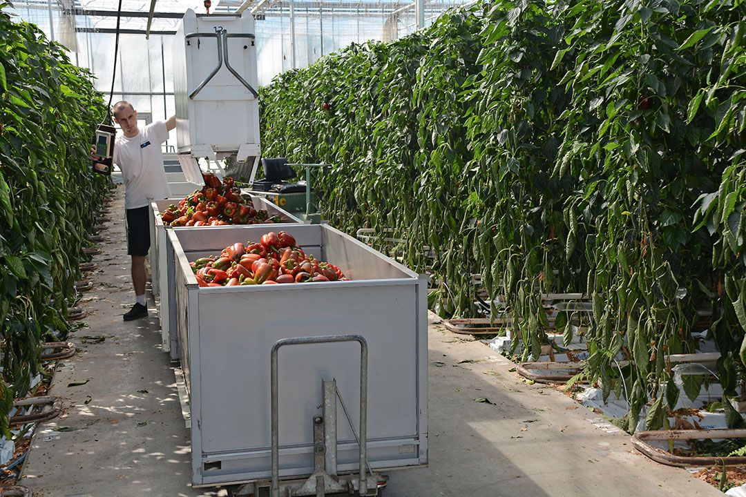 Rode paprika deze week sterker onder druk. Foto: Peter Visser.