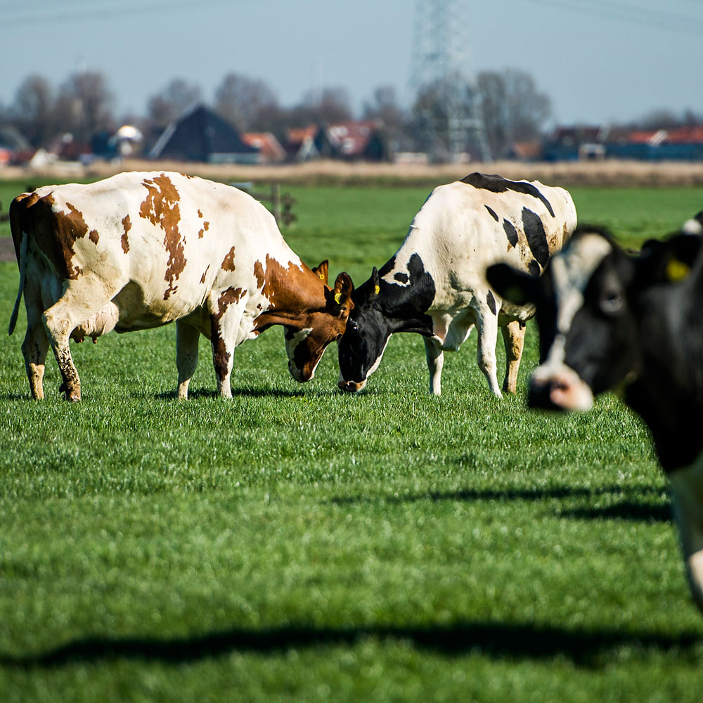 Waar nu koeien grazen, kunnen nog kassen komen