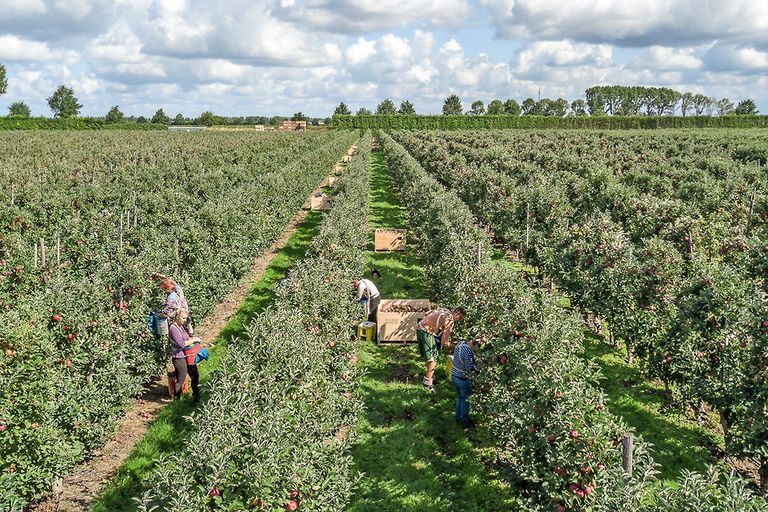 Nederlandse appelprijzen in de buurt van Poolse. - Foto: Peter Roek