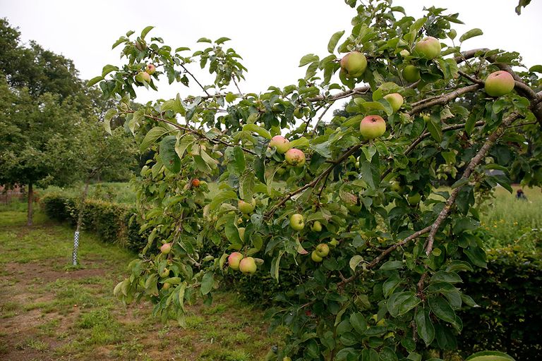 Biodynamische appelboomgaard. - Foto: Hans Prinsen