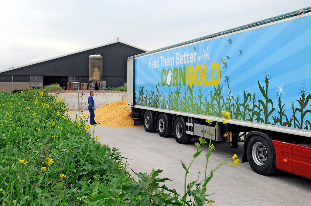 Corngold wordt gebruikt in de melkveehouderij, maar ook in de vleesveehouderij. Tate & Lyle in Koog aan de Zaan, die daar zetmeel produceert, levert het bijproduct Corngold via dealers aan veehouders. Foto: Marten Sanburg