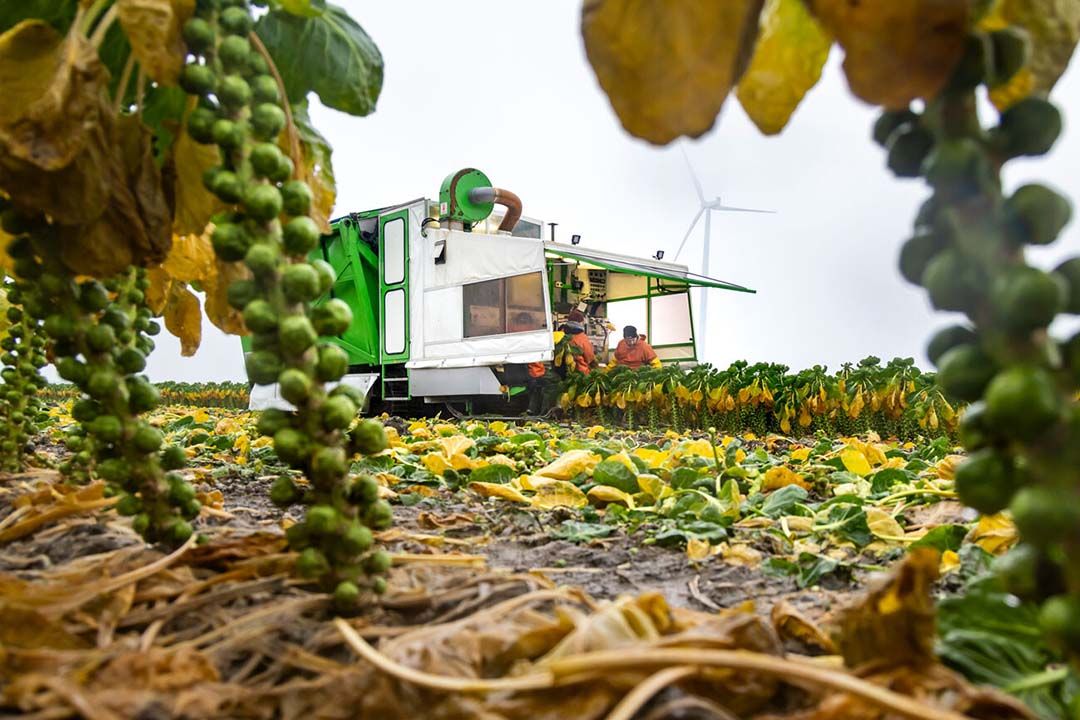 Oogst van biologische spruiten. De gangbare en biologische sector denken beide dat Nederland 15% biologisch niet haalt. - Foto: Koos Groenewold