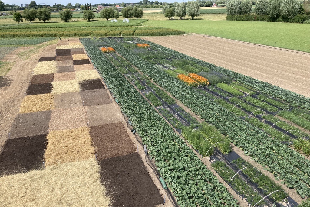 Op drie Belgische praktijkcentra is het effect van bankerplanten op natuurlijke vijanden gemonitord, met per locatie twee gangbare en twee biologisch geteelde percelen kool. Foto: Inagro