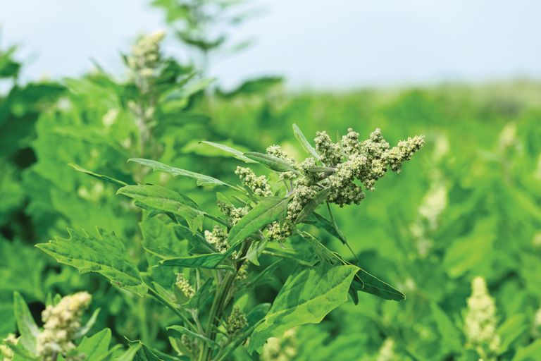 De teelt van Nederlandse quinoa verdubbelt in 2026. Foto: Jan Willem van Vliet