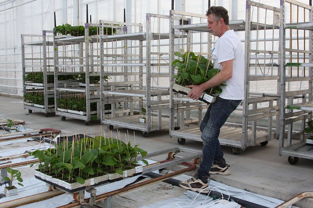 Bij het planten in december is een  steenwolpot op de perlietmatten gezet. - Foto: Harry Stijger