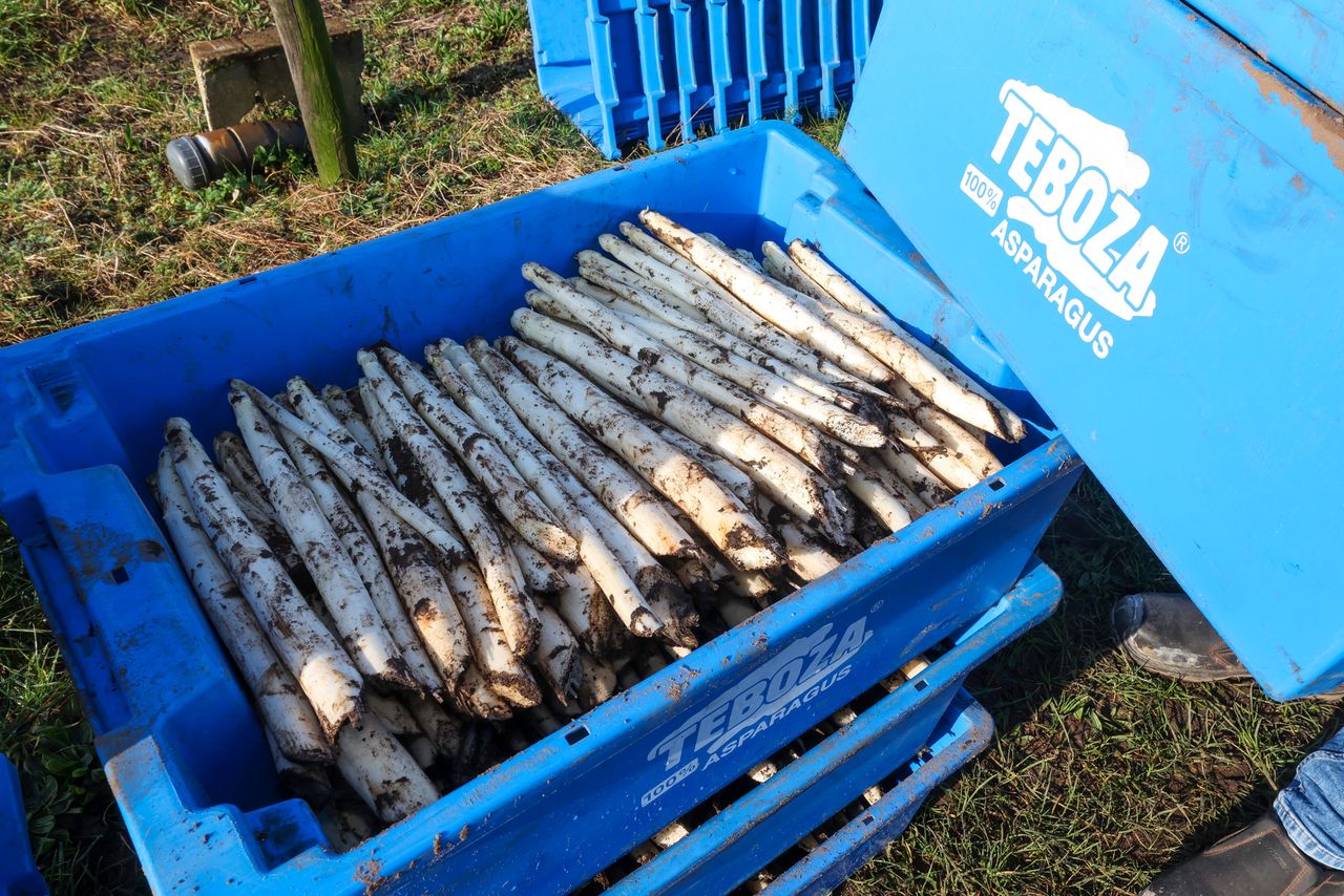 Oogsten asperges en verwerken bij Teboza. – Foto: Bert Jansen