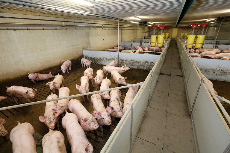 'Het Beter Leven-keurmerk zit nu op 6.000 verschillende producten en er doen bijna 2.000 boeren mee'. Foto: Henk Riswick