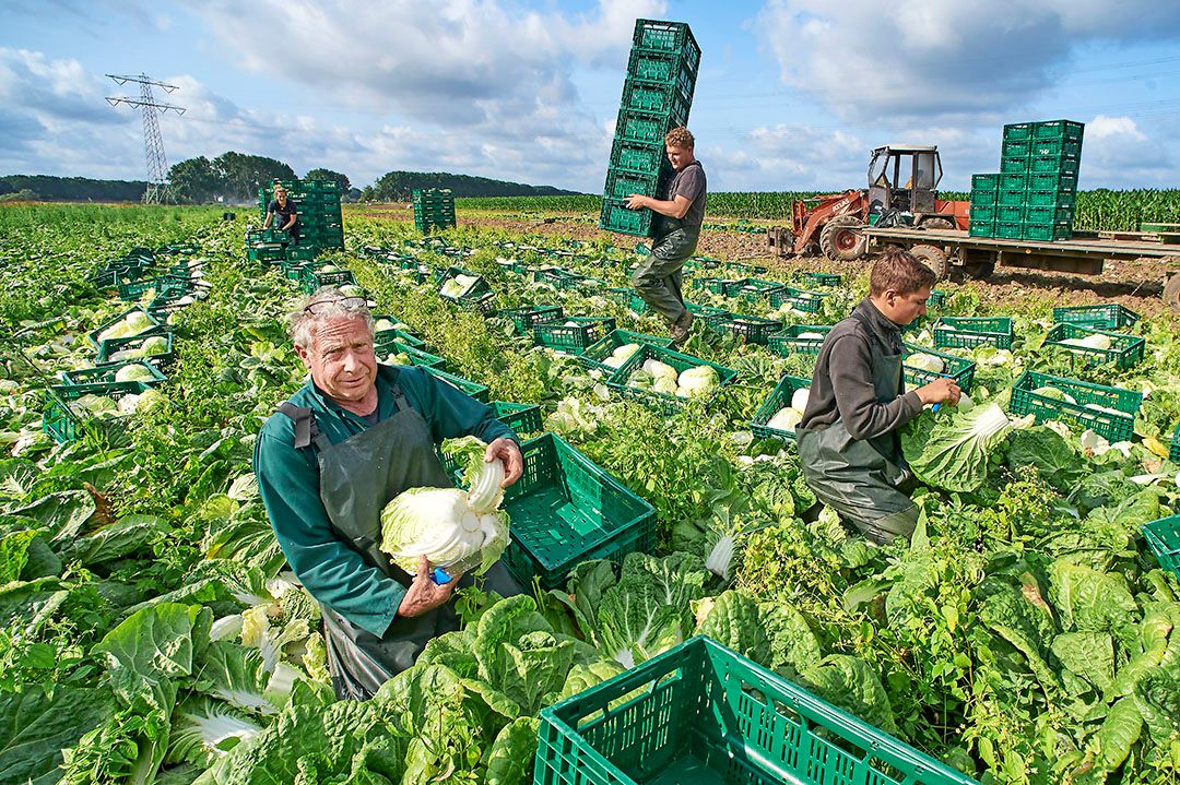 Wim van den Eertwegh: “Nu loopt het allemaal prima. Zowel de kwaliteit als de kilo’s zijn goed." - Foto: Van Assendelft.