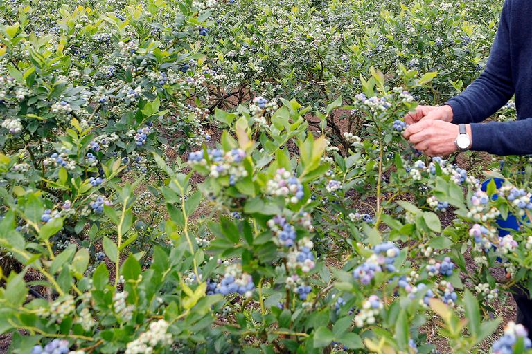 Blauwe bessen. De verkoop van zachtfruit is dit seizoen lastig, blijkt uit verkoopcijfers van winkels in Duitsland. - Foto: Bert Jansen.