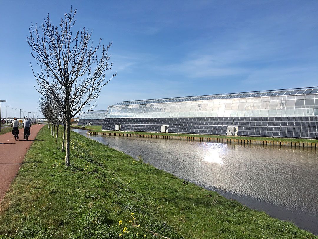 Zonnepanelen op en teelt ín kassen kan samengaan, zoals hier in Pijnacker. - Foto: Ton van der Scheer