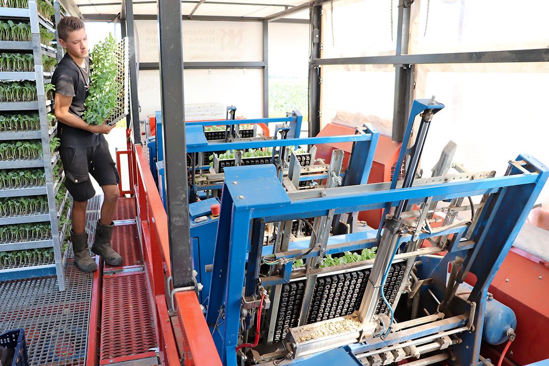 Matijs Beers maakt gebruik van een volautomatische Ferrari-plantmachine. Om het rendement van de plantmachine verder te vergroten, plant Beers ook kool in loonwerk bij collega’s - Foto: Joost Stallen