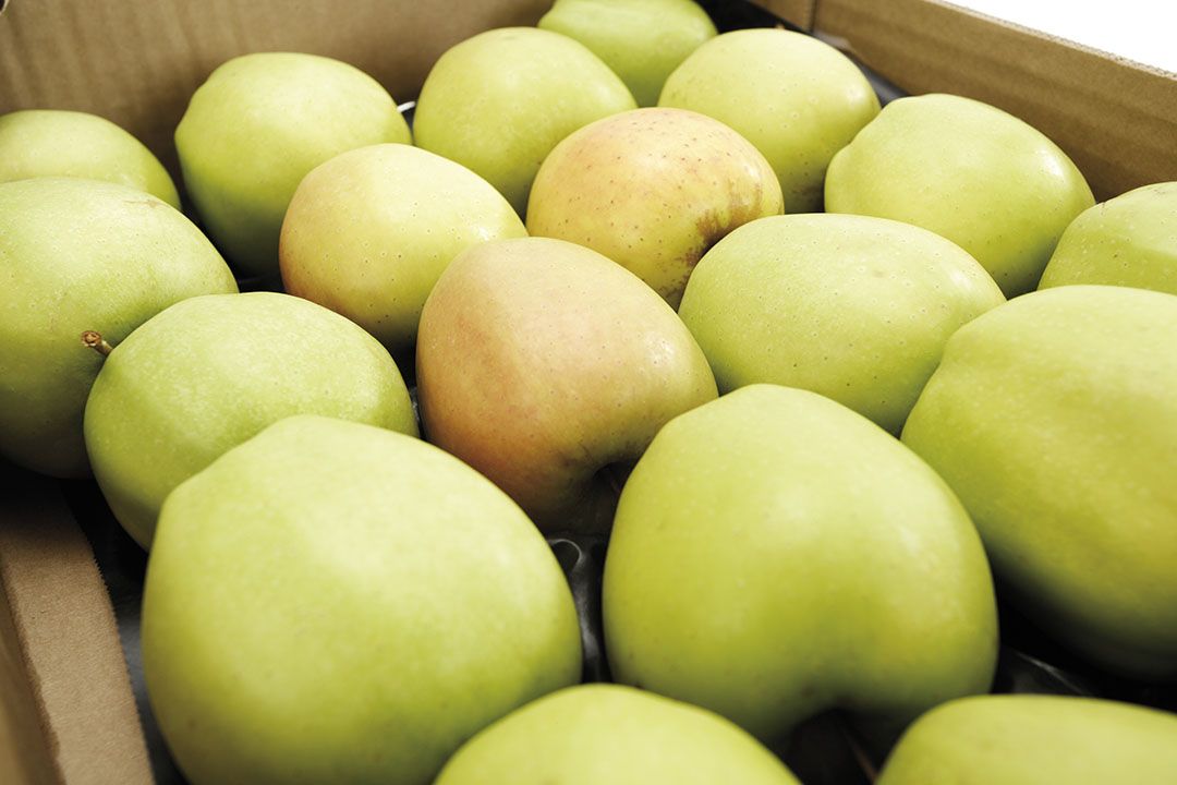 Golden Delicious gelegd. Voor Golden Delicious ligt de Franse winkelprijs gemiddeld op € 1,44 per kilo, waar dat vorig jaar nog € 1,66 was.- Foto: ANP