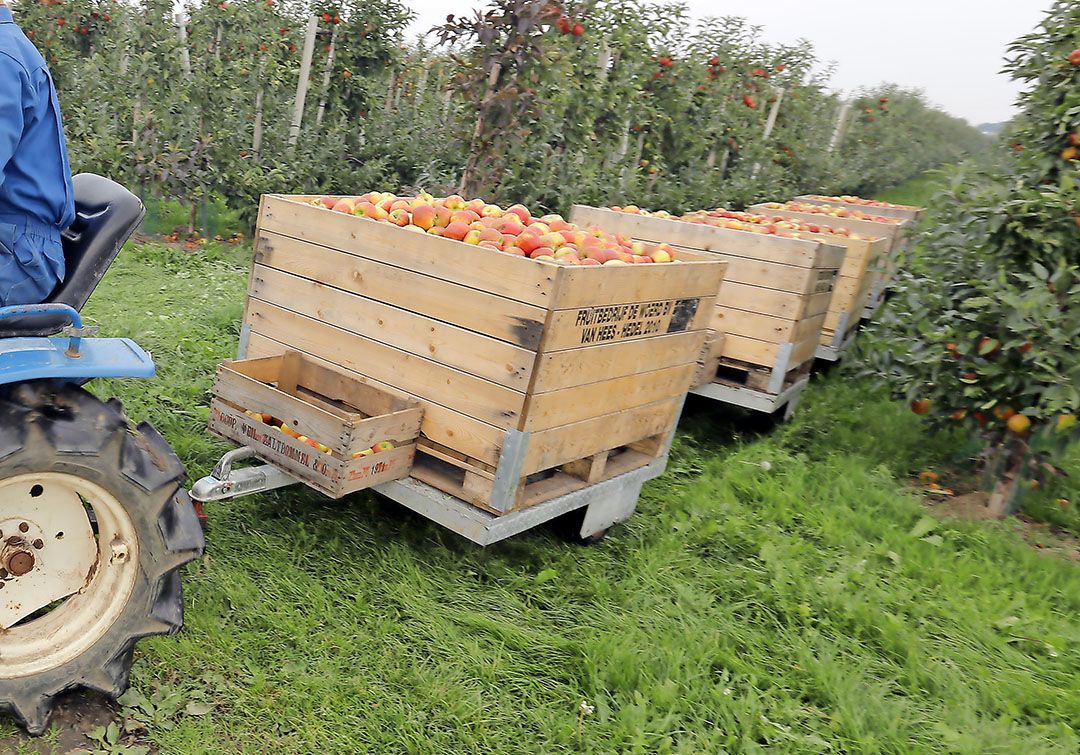 Kleine trekkers en plukkarren zoals deze worden momenteel veel door fruittelers gebruikt in de pluk. de gestolen trekkers zijn van het mnerk Kubota. - foto: Jan Zandee