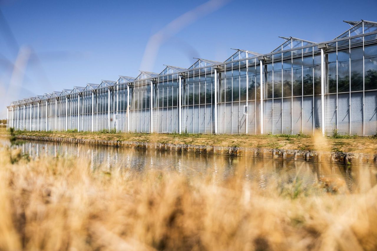 Waterschap Delftland versoepelt tijdelijk het gebruik van oppervlaktewater. Tuinders mogen daardoor weer slootwater gebruiken als gietwater. Foto: ANP