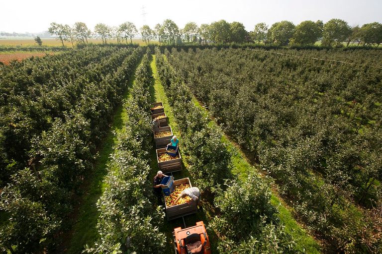 Zorgen om fruitpluk door nieuwe coronagolf in Oost-Europa. - Foto: Til & Wijnbergh