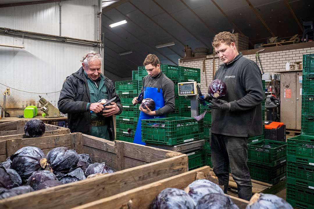 Traditioneel neemt de vraag naar rode kool richting Kerstmis toe. Foto: Bram Becks Fotografie