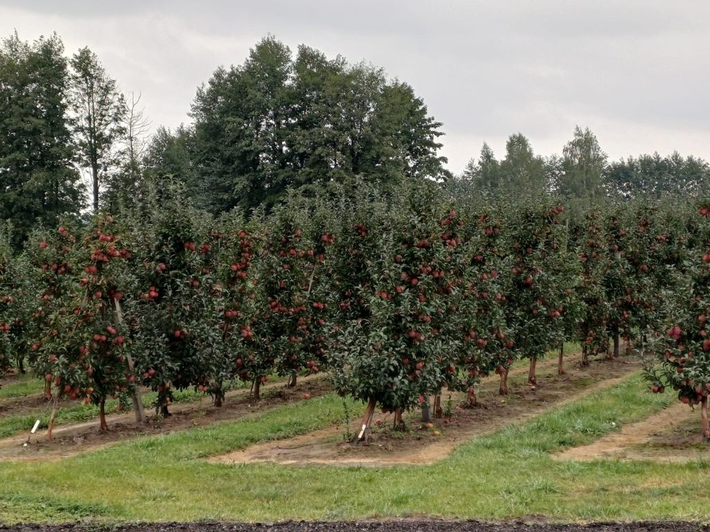 Een boomgaard met Gala in Polen. Dit is het tweede appelras qua grootte in Europa. Hiervan wordt dit jaar naar verwachting 10% minder geplukt. Foto’s: Piet van der Woerd