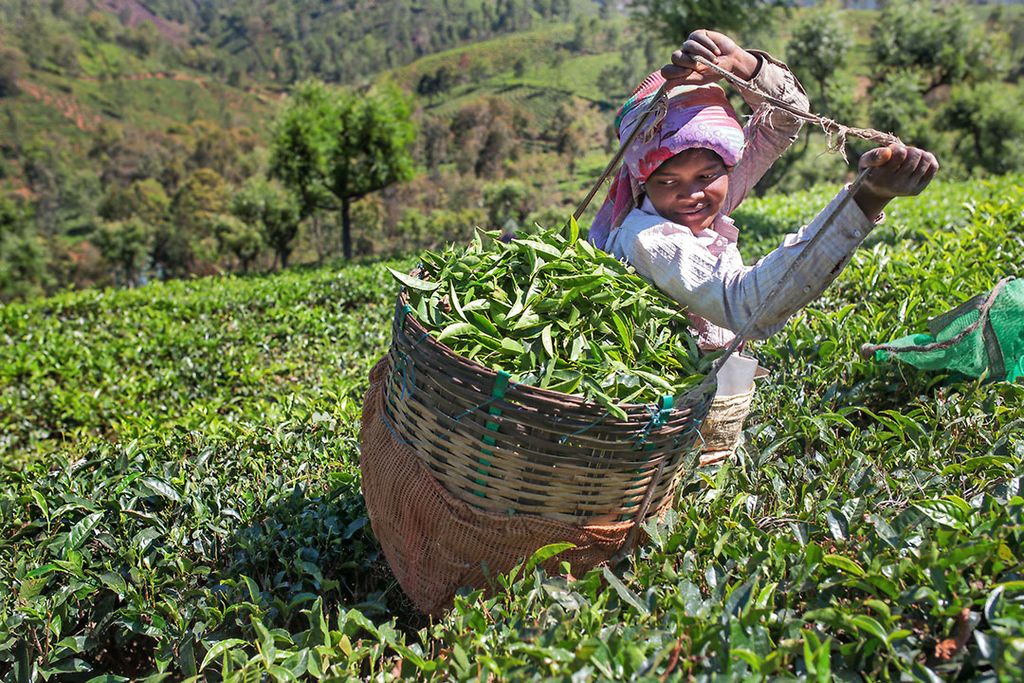 Een theeplukster aan het werk op een plantage in Nilgiri in India. - Foto: Sara Hylton