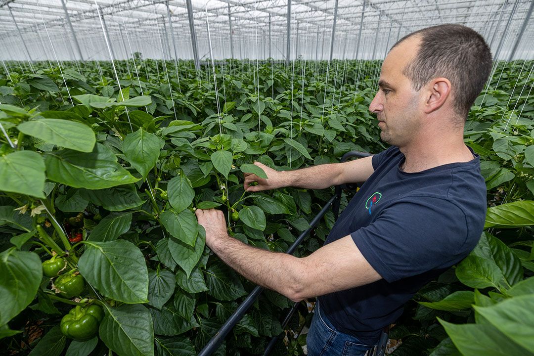 Toppen van paprika. Foto: Peter Roek