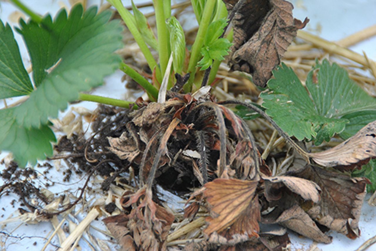 Phytophthora cactorum.