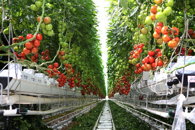 Tomatenplanten in de kas. Oroganic heeft een toelating gekregen ter bestrijding van wittevlieg en spint in de bedekte teelten van tomaat en paprika. - Foto: Fotostudio Atelier 68