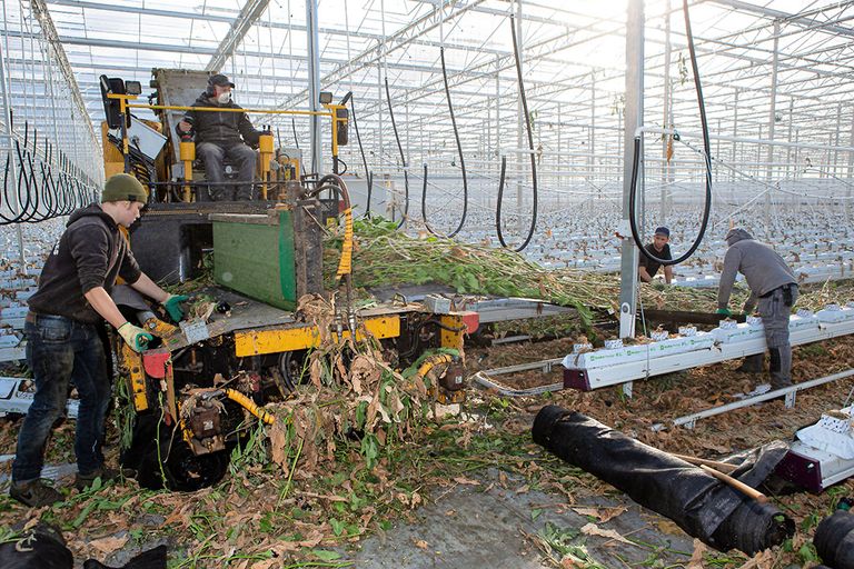 Aubergineplanten versnipperen. Glastuinbouw start een brede inventarisatie onder leden over de economische impact van de huidige hoge gasprijzen. - Foto: Peter Roek