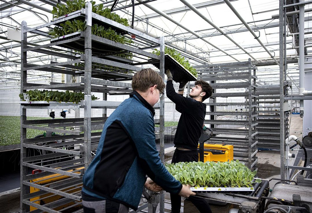 De tuinbouwketen biedt aan 142.000 mensen werk. - Foto: ANP