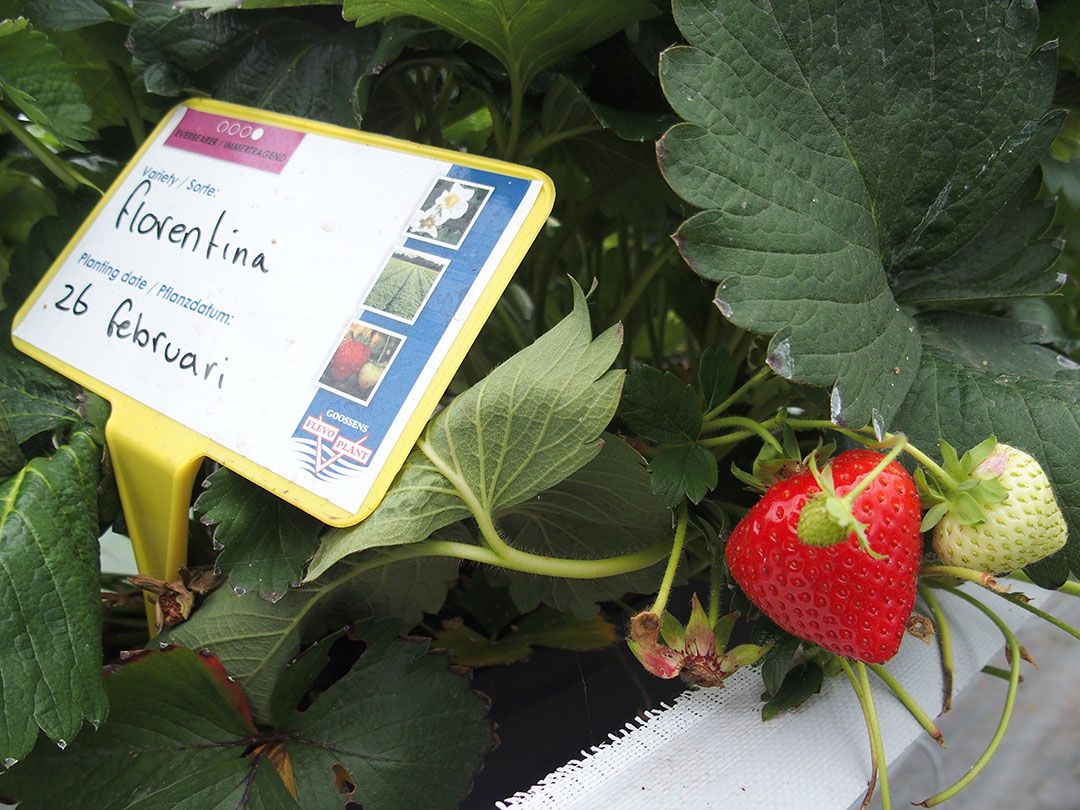 Archiefplaat van aardbeienras. Het ras in dit verhaal is niet dit ras. Foto: Stan Verstegen