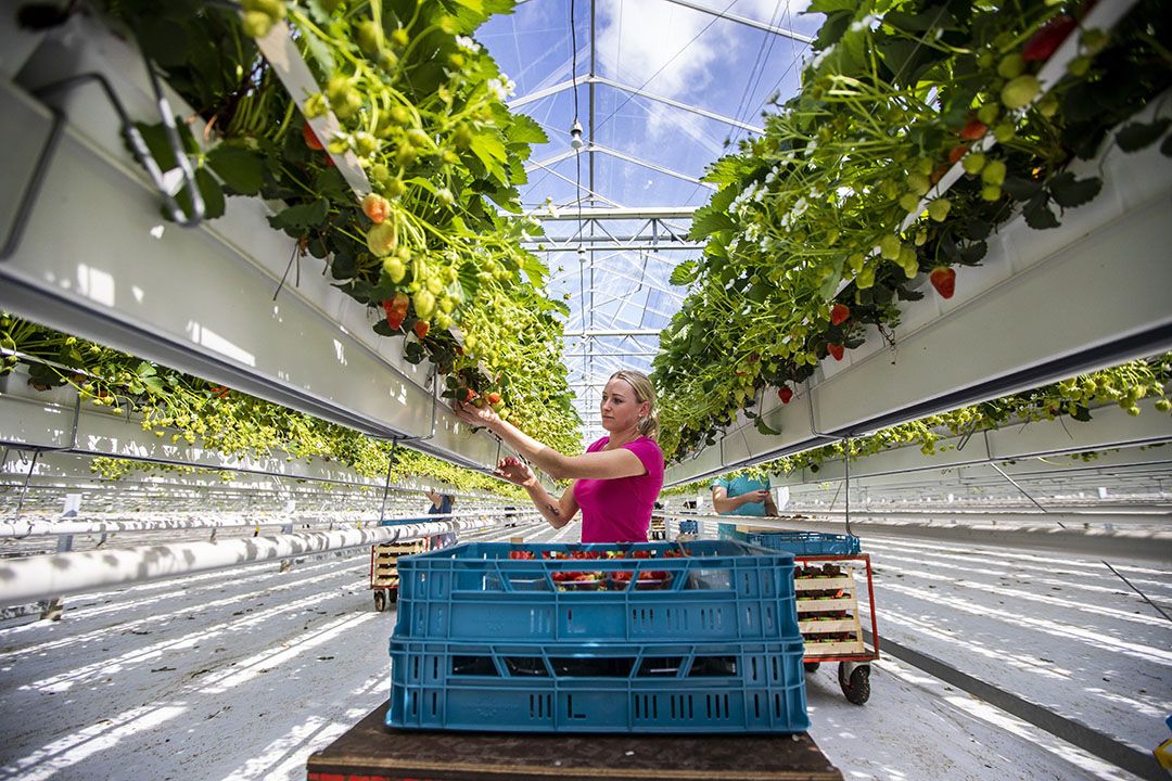 Arbeid in Nederlandse aardbeienkas. Of de aardbeien toch maar importeren? - Foto: ANP