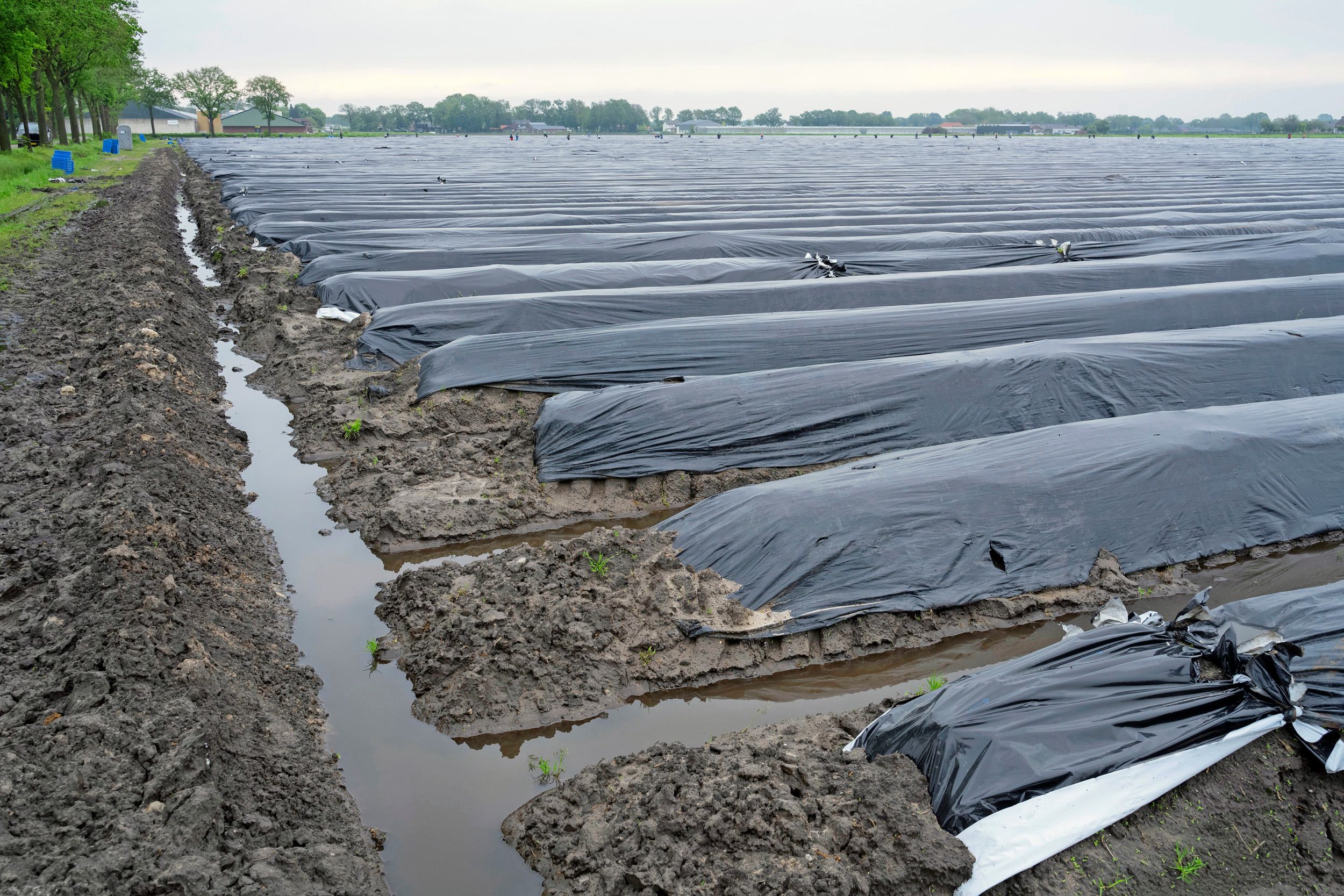 Rik Kursten: "Op de percelen die we wel kunnen oogsten, zijn de omstandigheden voor de stekers enorm zwaar. De velden zijn namelijk moeilijk begaanbaar." – Foto: Bram Becks Fotografie