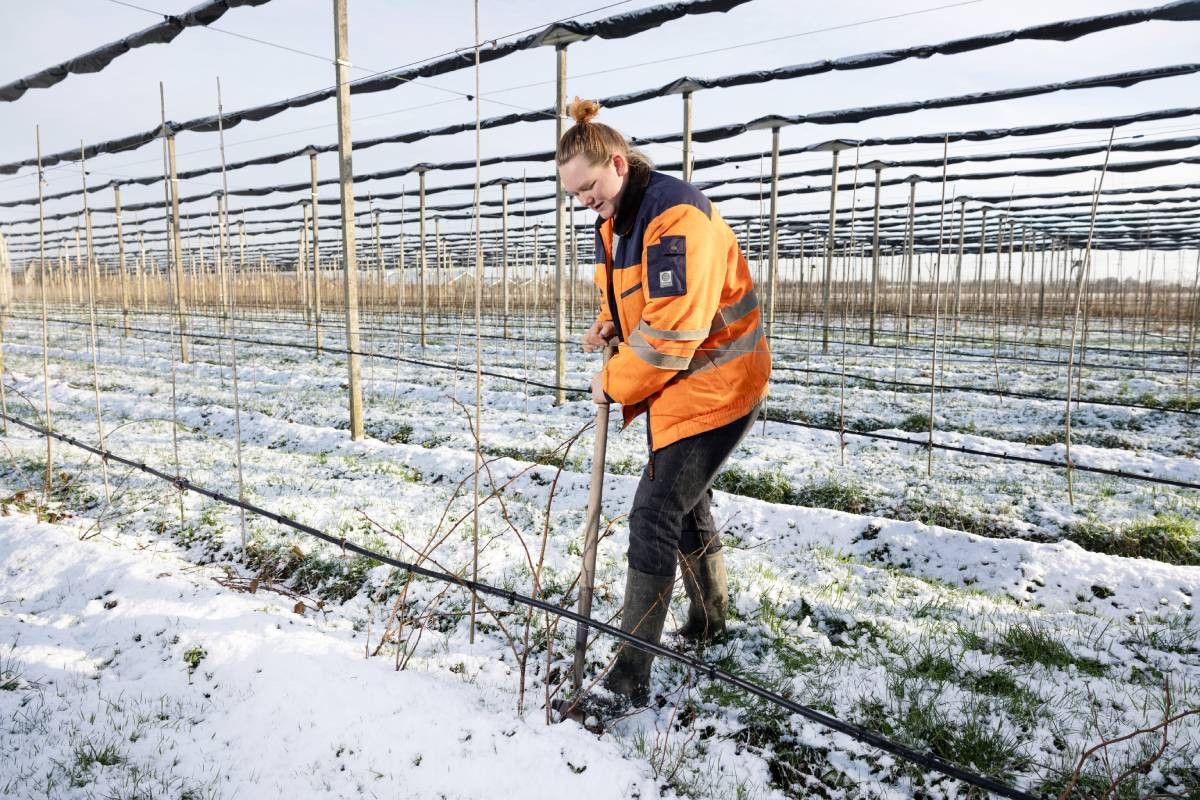 Nu de losse zomermedewerkers weg zijn, doet Willemien Brouwer het werk in haar eentje. Foto: Herbert Wiggerman