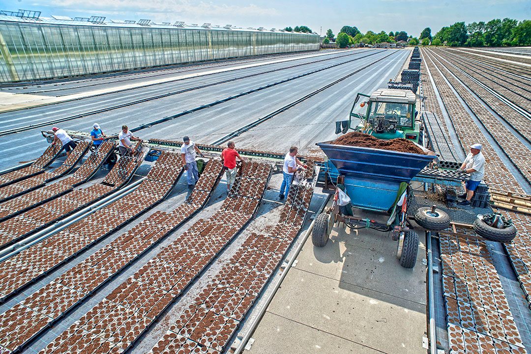 Gebruik van potgrond in een aardbei traybeld. Onderzoek naar potgrond als substraatcompost uit gft is een van de praktijkvoorbeelden van WBSO. - Foto: Van Assendelft Fotografie