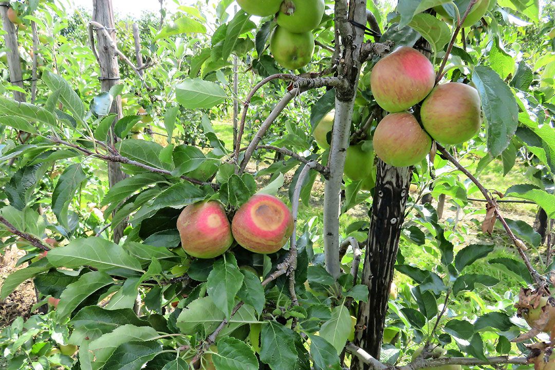 Zonnebrandschade in appels. - Foto: Ton van der Scheer