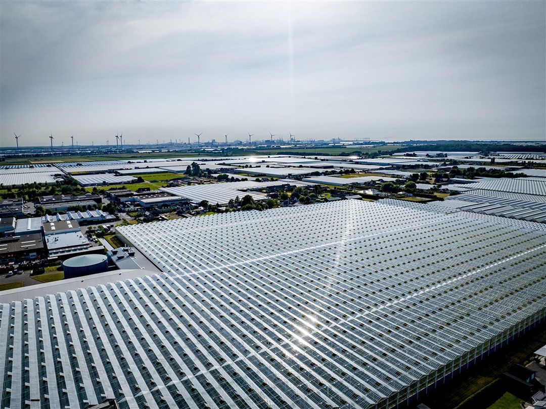 Glastuinbouw in gemeente Westland. Provincie Zuid-Holland werkt aan nieuw beleid om het grondwater beter te beschermen. - Foto: ANP