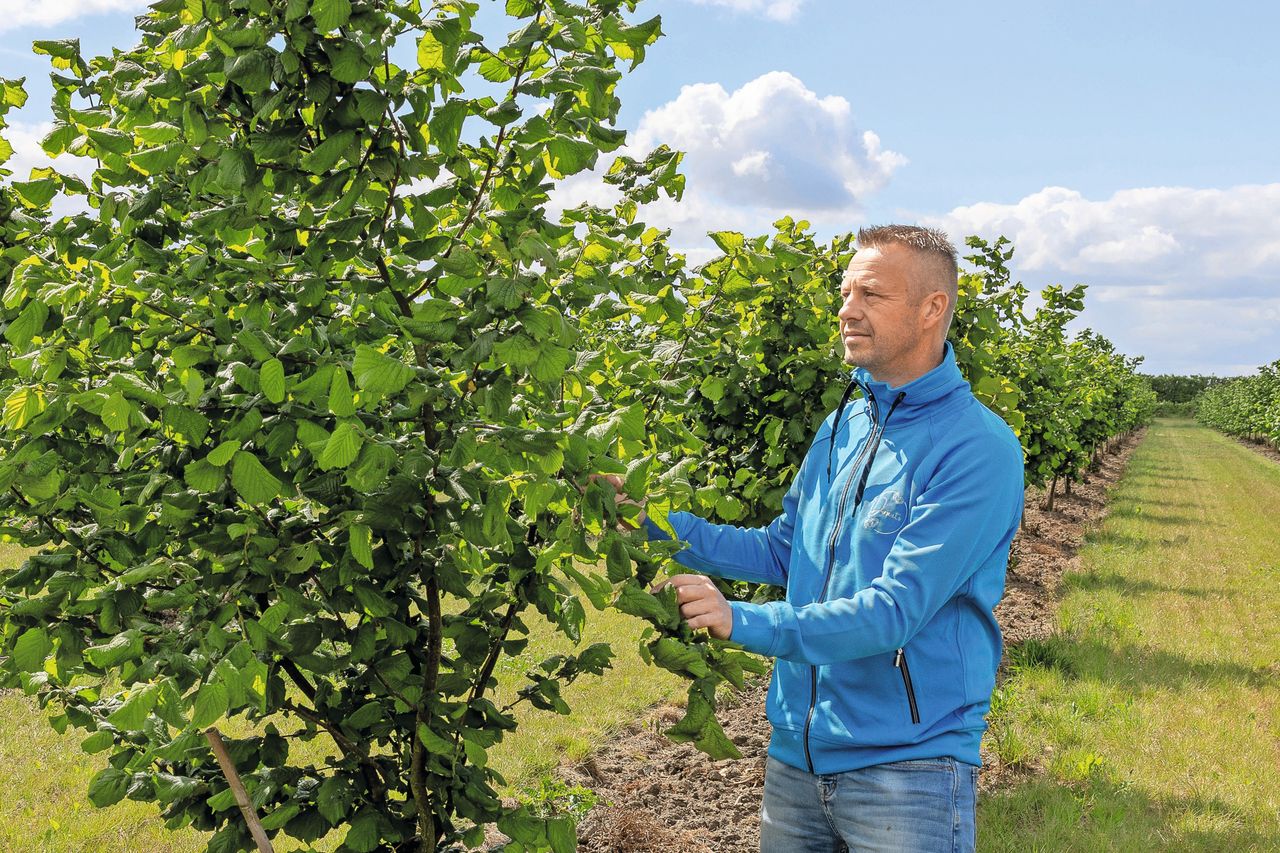 De eerste aanplant hazelaars begon in 2022 als een 60 cm hoge twijg en draagt nu voor het eerst vrucht. Ras-afhankelijk kunnen het bomen tot 6 meter hoog worden. Eerst wat in de vorm snoeien, later vooral aftoppen. Foto’s: Peter Roek