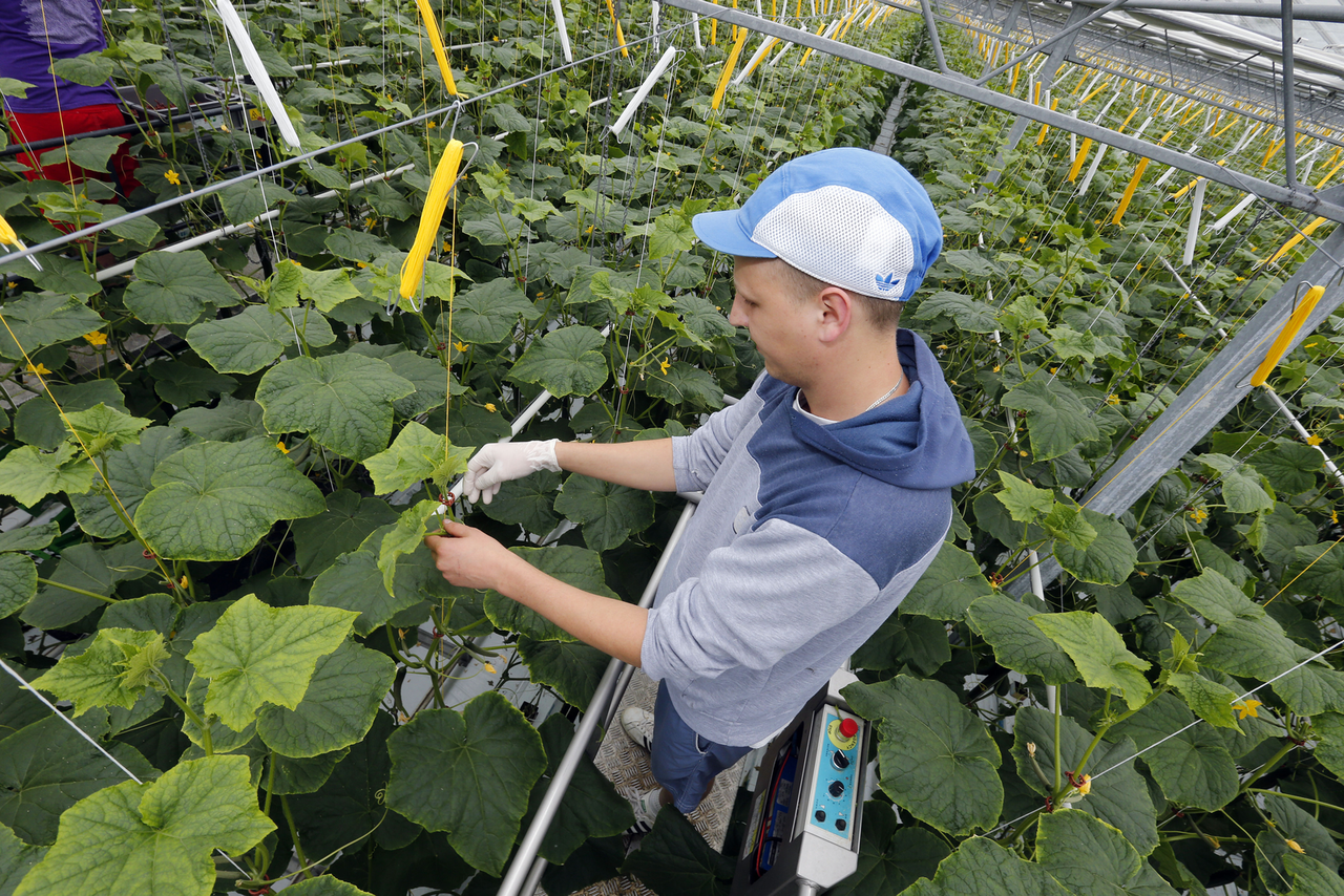 &apos;Vroege planting dit jaar niet beloond&apos;