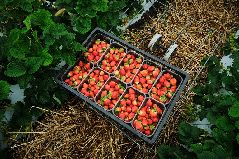 Oogst van aardbeien in de vollegrond. - Foto: Roel Dijkstra