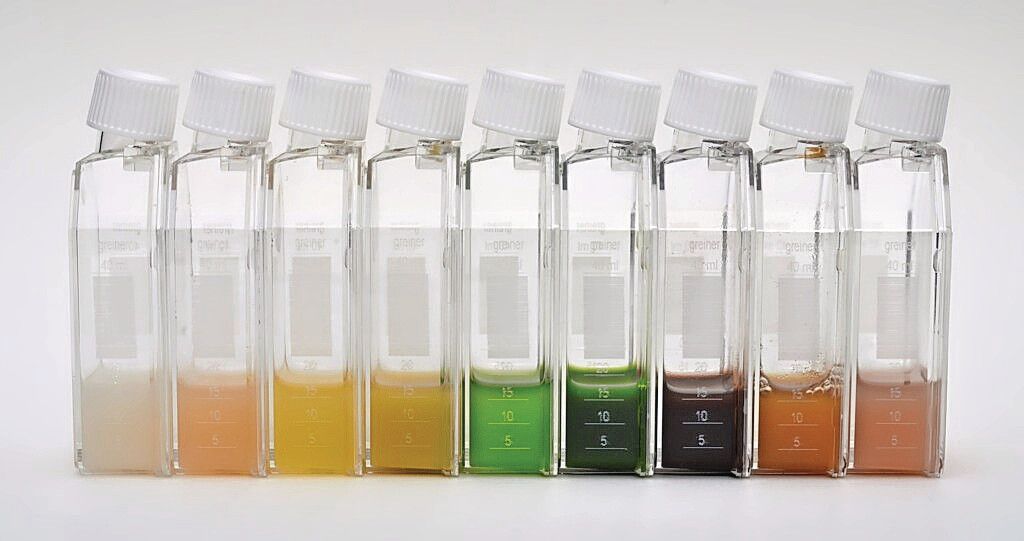 Phycom ontwikkelt micro-algen in allerlei kleuren: wit, rood, geel en de orginele groene. Foto: Phycom