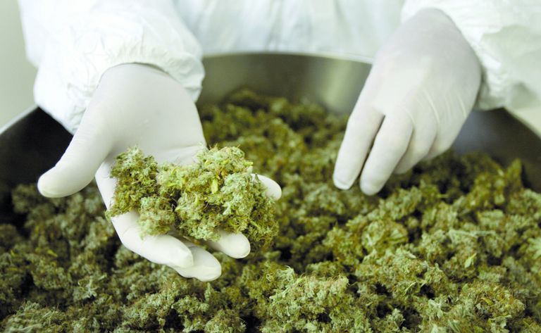 Cannabis in kassen voor medicinaal gebruik, ook voor fun?