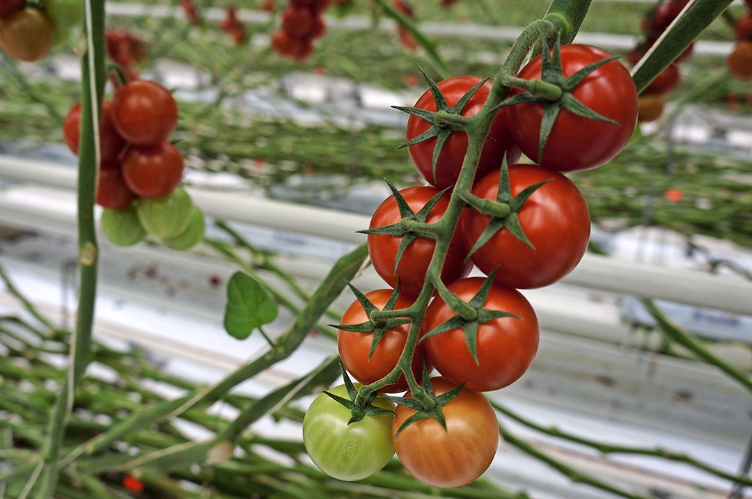 Teeltautomatiseerder Source kent na Harvest House nu ook Growers United als mede-eigenaar. - Foto: Gerard Boonekamp.