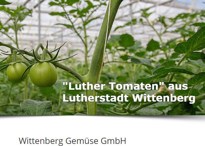 Na 15 hectare tomaten gaat Van Gog nu ook 7,5 hectare paprika telen in Duitsland - Foto: Wittenberg-Gemuese.de