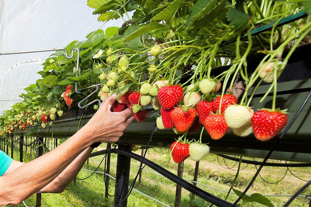 Extra werkpassen Britse telers in 2023, wel Brits beleid om werklozen te stimuleren werk aan te nemen in tuinbouw. Foto: Joost Stallen