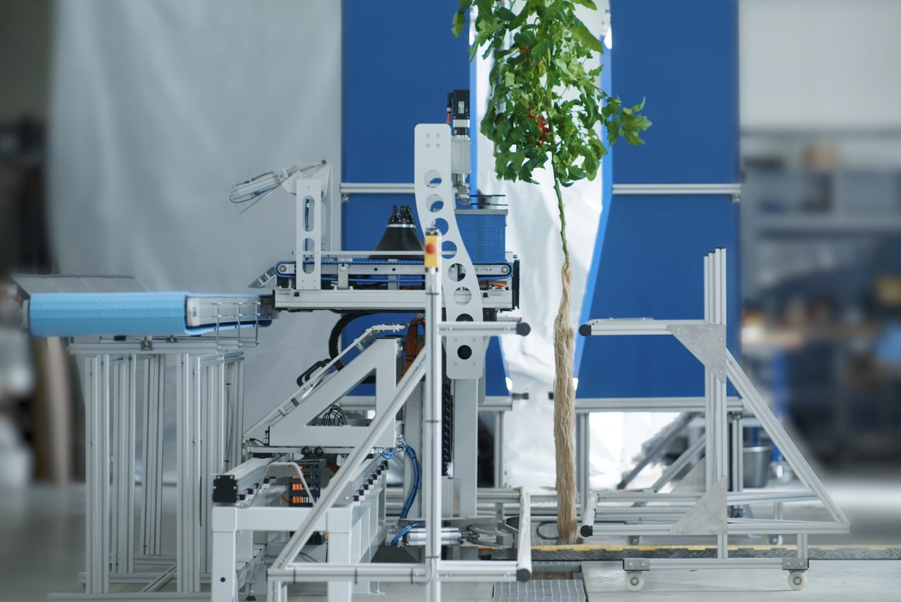 De snijunit van SAIA die meebeweegt met een hangende tomatenplant aan een transportrail. Foto: SAIA Agrobotics