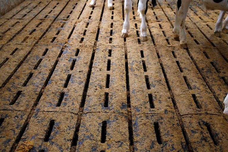 Terwijl 145.000 kalveren hadden kunnen beschikken over een zachtere vloer, zijn in de praktijk slechts voor 17.000 kalveren betere vloeren gelegd, constateert Wakker Dier. Foto: Hans Prinsen