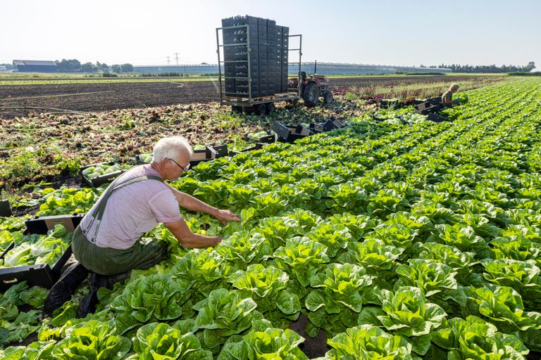 Onderzoekers hebben aangetoond dat het mogelijk is om varkenseiwit te produceren in sla-blad. Foto: Koos Groenewold