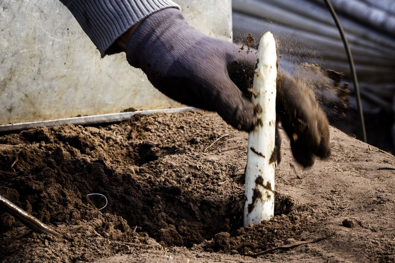 Casus 19 laat zien dat bij korter durend werk zoals in de aspergeteelt (zie kader) het voordeel lager is en de boete dus relatief zwaar doorweegt. Archieffoto: ANP