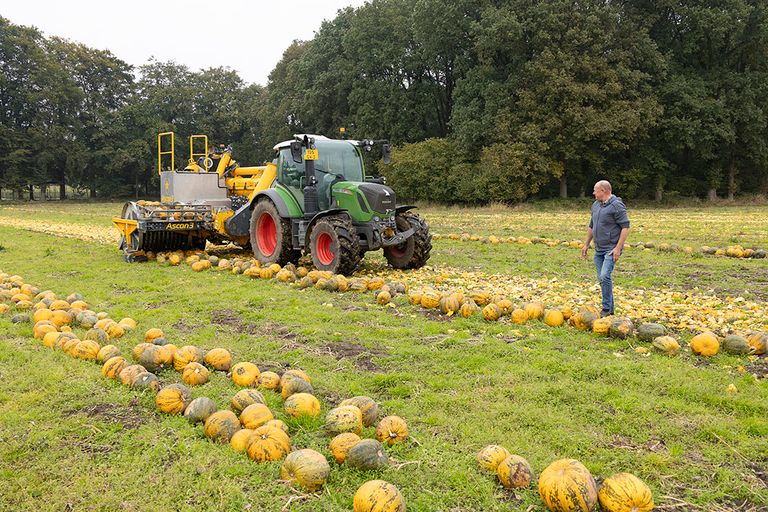 Oogst van pompoenen in de Achterhoek bij teler Gert Smits. Het gaat in deze teelt vooral om het pompoenzaad, dat gebruikt wordt in allerlei voedingsmiddelen en gerechten. Foto: Otto Kalkhoven