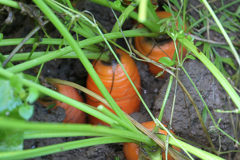 Groeiversnelling biologische AGF in eerste helft 2016