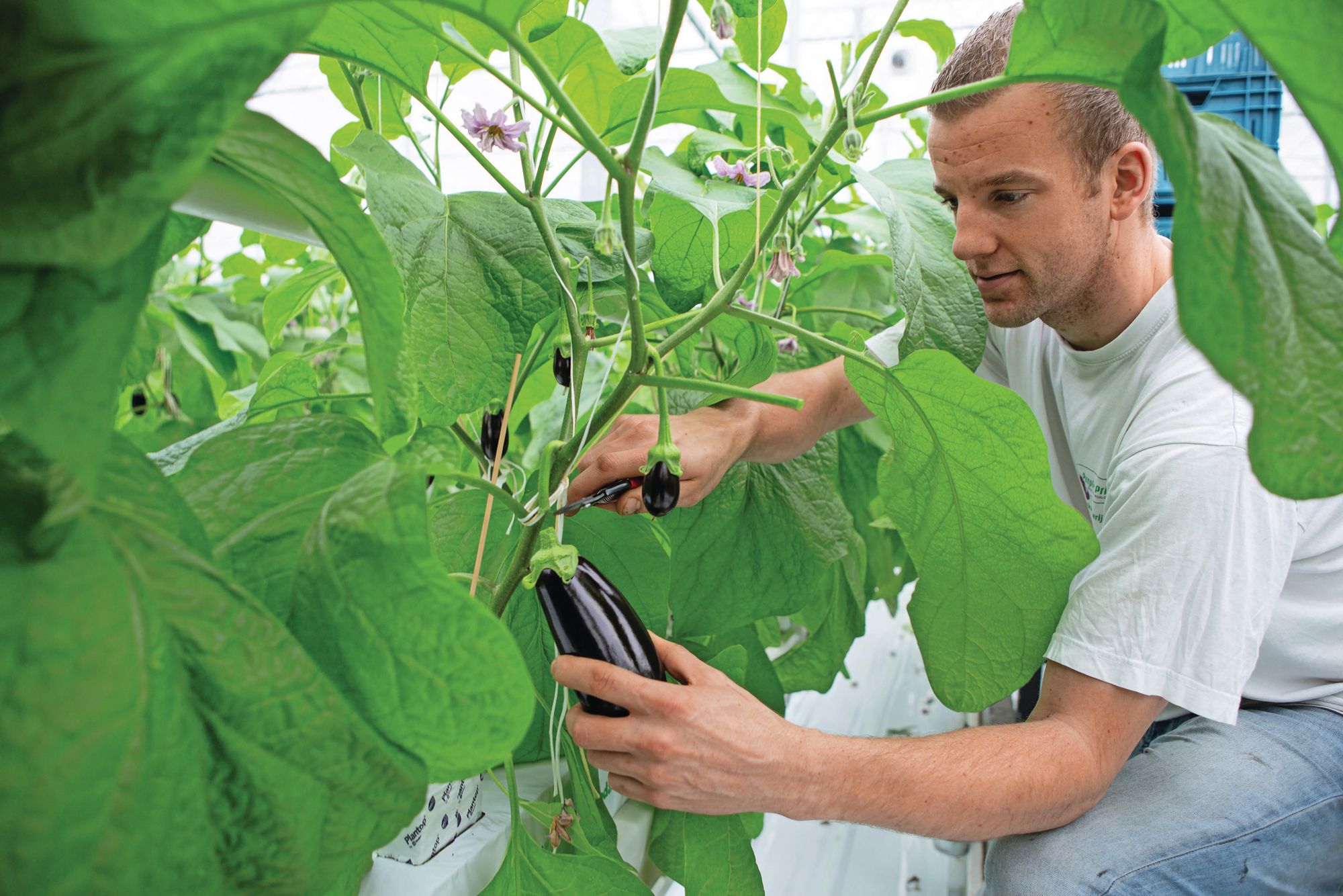 Aubergineoogst bij Van Duijn De Jong locatie Dinteloord. Foto: Peter Roek
